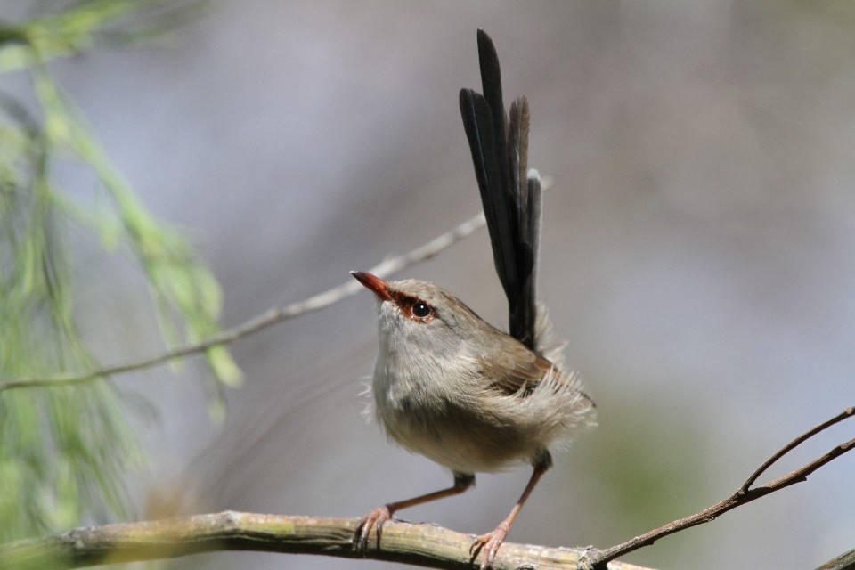 Variegated Fairy-wren (Malurus lamberti)